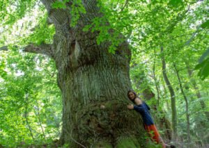 dream of a tree