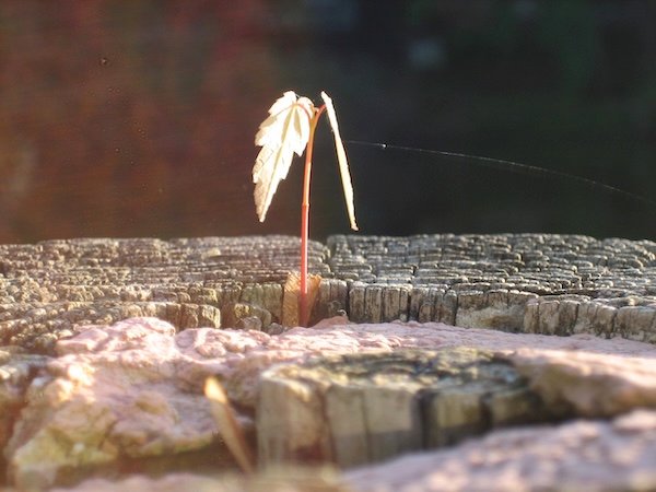 new life
